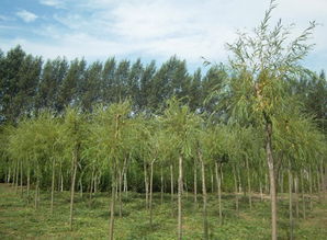 大慶苗木價(jià)格,中國(guó)苗木產(chǎn)業(yè)平臺(tái)一站式服務(wù),100 省心