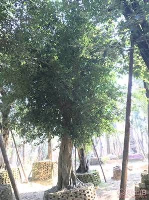 【小葉榕苗木直轄、品質(zhì)保證、最新報(bào)價(jià)】綠化苗木,價(jià)格,廠家,供應(yīng)商,花木,龍海市東泗興輝園藝場(chǎng) - 產(chǎn)品庫(kù)