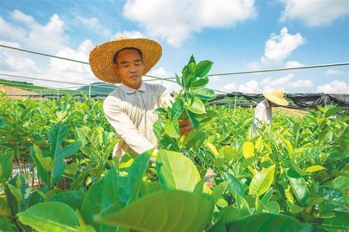 海南民眾抱團發(fā)展苗木產(chǎn)業(yè)闖出致富新路