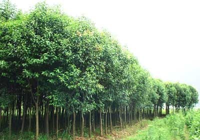 快熟育苗方法,葡萄,葡萄苗,葡萄苗木產品信息|中國農業(yè)網(wǎng)