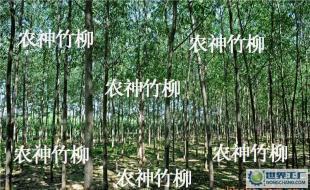 (速生柳)種苗及插條 竹柳 等各種綠化苗木_農副產品_世界工廠網(wǎng)中國產品信息庫