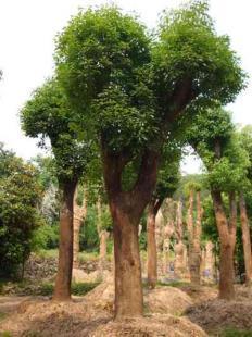 福建大小規(guī)格優(yōu)質(zhì)地栽、移栽香樟樹苗木銷售 13695986111 王先生_農(nóng)副產(chǎn)品_世界工廠網(wǎng)中國產(chǎn)品信息庫