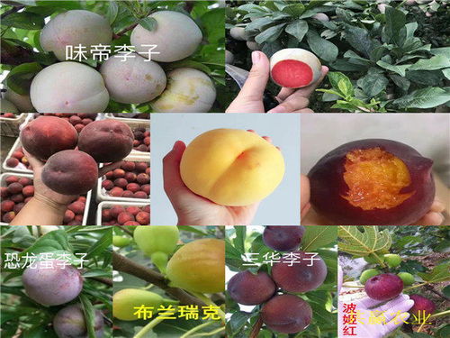 山東濟寧哪里有6 6油蟠桃苗種植基地報價