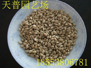 山東枸橘苗1-3年量大批發(fā)價格、廠家信息與林業(yè)種植指南